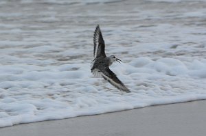 Sandpiper, Sanderling, 2013-10288034 Chincoteague NWR, VA